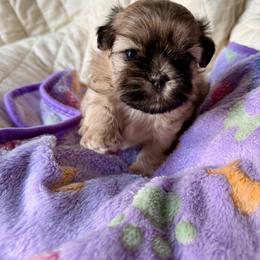 Skye - Brown female Shichon puppy in Bushnell, Florida from Diamond Belle Puppies, LLC