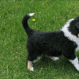 Scottish Collie Puppies from Sundance Scottish-Colleys