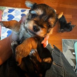 Dallas Sold - Black and gold female Morkie puppy in Indianapolis, Indiana from Supreme Pups