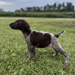 Daisy - Liver roan female German Shorthaired Pointer puppy in Georgia from CMC Farms