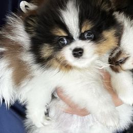 Pomeranian Puppies from Glow Up Pomeranians