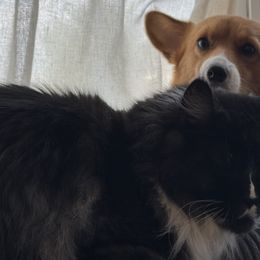 Pembroke Welsh Corgis from MB Corgis