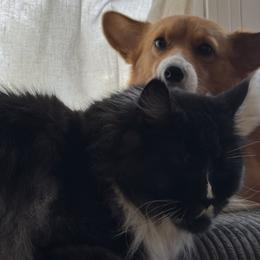 Pembroke Welsh Corgis from MB Corgis