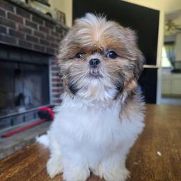 Layla - Brindle female Shih Tzu puppy in Stroudsburg, Pennsylvania from Puppyville Pa Shih Tzu & frenchies