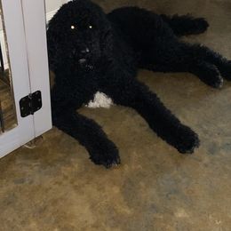 Logan - Goldendoodle