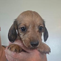 Lil cream - Wheaten female Dachshund puppy in El Paso, Texas from Mells Weenies