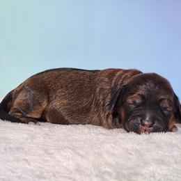 Trinity - Sable female Cockapoo puppy in Louisburg, North Carolina from Raven Oak's Mini Cockapoos and Mini Dachshunds