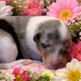 Amy - Blue merle white and tan female Collie puppy in Carencro, Louisiana from Cajun Bayou's Collies LLC