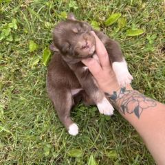 Girl 1 - Siberian Husky puppy in Jonesborough, Tennessee from Dry Creek Siberians