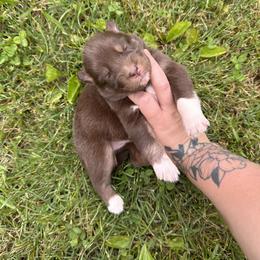 Girl 1 - Siberian Husky puppy in Jonesborough, Tennessee from Dry Creek Siberians
