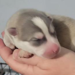 Bo - Silver and white male Pomsky puppy in Stover, Missouri from Lx2 County Line Pomskies
