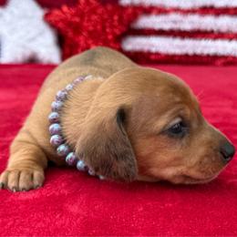 Lyra - Dapple female Dachshund puppy in Lincoln, Arkansas from Red Dirt Dachshunds