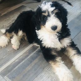 Bernedoodle and Goldendoodle Puppies from Renowned Bernedoodles and Goldendoodles