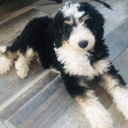 Bernedoodle and Goldendoodle Puppies from Renowned Bernedoodles and Goldendoodles