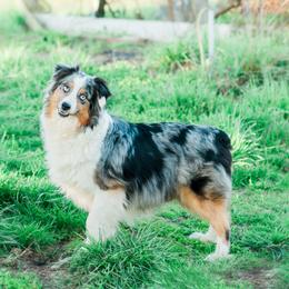 blue - Australian Shepherd