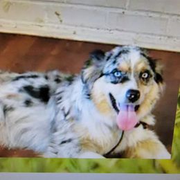 doesnt have one - Australian Shepherd