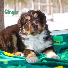 Ginger - Red tri-color female Australian Shepherd puppy in Coldwater, Michigan from Northern Star Australian Shepherds