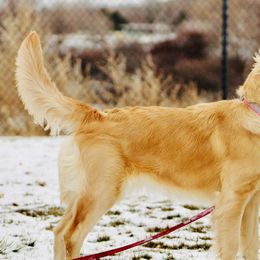 Golden Retriever and Schnoodle Puppies from Bassett Family Ranch