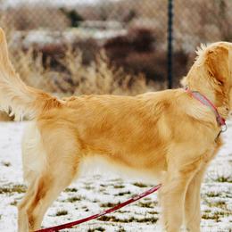 Golden Retriever and Schnoodle Puppies from Bassett Family Ranch
