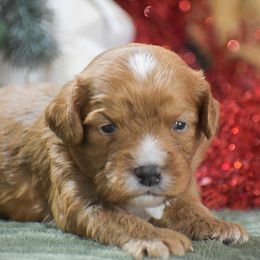 Bouncer - Red male Cavalier King Charles Spaniel puppy in Honey Brook, Pennsylvania from Stoltzfus Family Puppies (license number 18844)