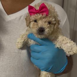 Diamond - Cream female Goldendoodle puppy in Richmond, Texas from Harper’s Heartbeats