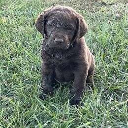 Chesapeake Bay Retriever Puppies from Three Horses Chesapeakes