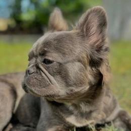 Nova - Brindle female French Bulldog puppy in Florida from Doxie Rugrats