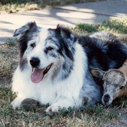 Australian Shepherds from Windmill Australian Shepherds