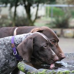 German Shorthaired Pointers from Dianna James's German Shorthaired Pointers
