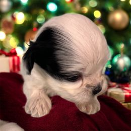 Korean Maltipoo Girl 2 - Black & white female Maltipoo puppy in Mooresville, North Carolina from Clearview Canines