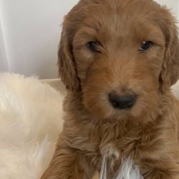 Lulu - Red  Goldendoodle puppy in Pataskala, Ohio from Doodle Love