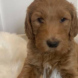 Lulu - Red  Goldendoodle puppy in Pataskala, Ohio from Doodle Love