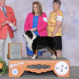 Brew - Miniature American Shepherd