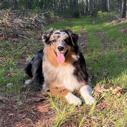 Callie - Australian Shepherd