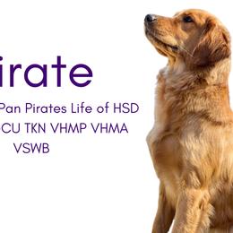 Pirate - Golden Retriever