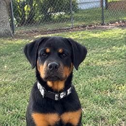 Skye - Black and mahogany female Rottweiler puppy in Lake Worth, Florida from Vonbart Rottweilers