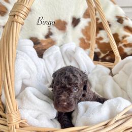 Bingo - Chocolate female Goldendoodle puppy in Taylorsville, Georgia from Sweet Southern Doodles