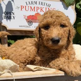 Gouda - Gold male Bordoodle puppy in Canfield, Ohio from Poo's Doo's & Inu's