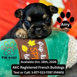 Amy - Tricolors female French Bulldog puppy in Michigan from Fur Baby Farms