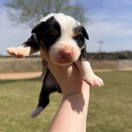 Annie - Black tri-color female Australian Shepherd puppy in Cushing, Oklahoma from Midwest LP Aussies