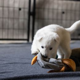 Berger Blanc Suisse Puppies from Fireside Fernweh