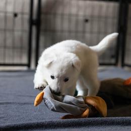 Berger Blanc Suisse Puppies from Fireside Fernweh