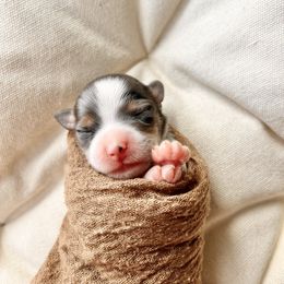 Pomeranian, Pomsky, and Toy Australian Shepherd Puppies from Blessed Little Paws