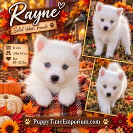 Rayne - 2000 - White female Pomsky puppy in Spring Hill, Florida from www.PuppyTimeEmporium.com