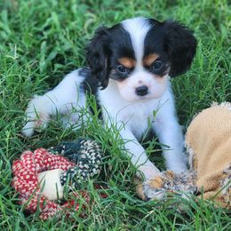 Lila - Tri-color female Cavalier King Charles Spaniel puppy in Binger, Oklahoma from King of the Hill Cavaliers