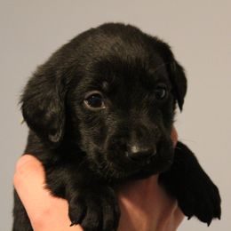 Golden Retriever and Labrador Retriever Puppies from Trenlock Kennels