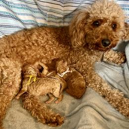 Poodle puppies from Skye Chase Poodles