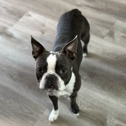 Thorn - Boston Terrier