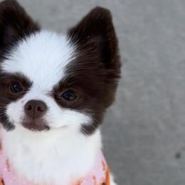 Pomeranians from Pawfect Poms