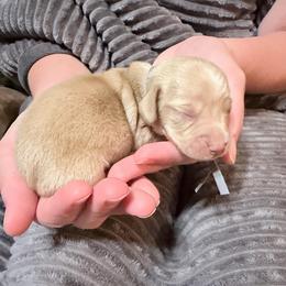 Spruce - Cream male Dachshund puppy in Bremen, Georgia from Jones Royal Kennels / Jones Miniature Dachshunds